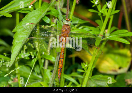 Norfolk Hawker dragonfly (isoscele Aeshna) a riposo nella fitta vegetazione a RSPB Strumpshaw Fen, Norfolk. Giugno. Foto Stock