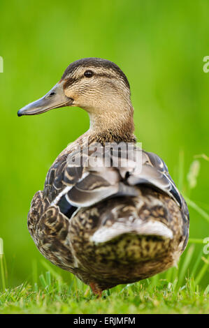 Il germano reale (Anas platyrhynchos) femmina adulta in piedi su una gamba sola a Reedham, Norfolk. Giugno. Foto Stock