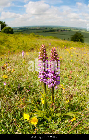 Due picchi di fiori di chalk fragrante-ORCHIDEA (Gymnadenia conopsea) cresce in un prato di fiori selvaggi a Ivinghoe Beacon, Buckinghamsh Foto Stock