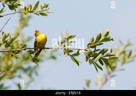 Zigolo giallo (Emberiza citrinella) maschio adulto a cantare dal ramo di un albero a Nosterfield Riserva Naturale, North Yorkshire. Foto Stock