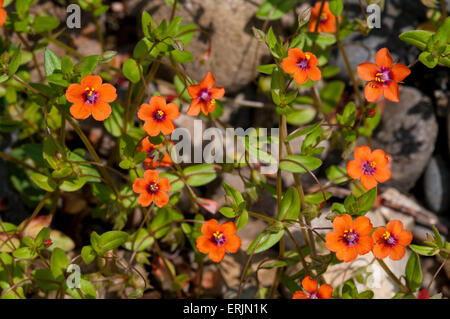 Scarlet pimpernel (Anagallis arvense ssp. arvense) fioritura a Nosterfield Riserva Naturale, North Yorkshire. Luglio. Foto Stock