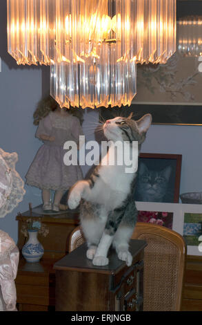 Tiger striped tabby kitten giocando con il lampadario di cristallo. Foto Stock