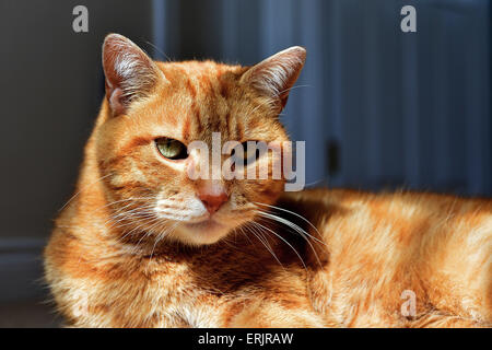 Lo zenzero domestici maschi adulti cat seduta nella luce del sole. Foto Stock