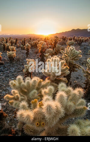 Cholla Cactus Garden a Joshua Tree National Park, California. Foto Stock