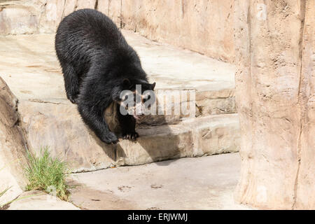 Orso andino o Orso Spectacled allo Zoo di San Diego. Foto Stock