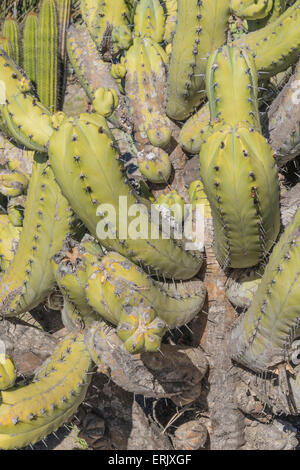 Bilberry Cactus in Nature Center presso l'aeroporto nel cielo sull'isola di Catalina. Foto Stock