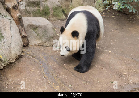 'Gigantesco Orso Panda' allo Zoo di San Diego. Foto Stock