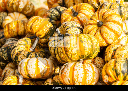 Halloween Halloween grande zucca cucurbita zucche dal raccolto autunnale su un mercato Foto Stock