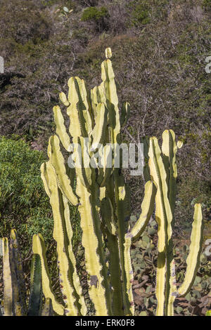 "Variegato candelabri africana' in 'Wrigley Memorial Giardino Botanico' sull isola Catalina Foto Stock