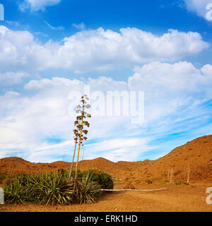 Almeria Cabo de Gata agave fiori nel deserto in Spagna Foto Stock