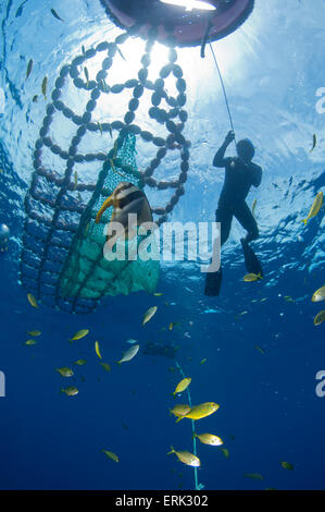 Pesce dispositivo di aggregazione, con il lavoratore, South Male Atoll, Maldive Foto Stock