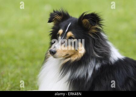 Sheltie ritratto Foto Stock