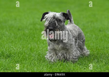 Cesky Terrier Foto Stock