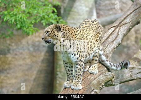 Leopardo Foto Stock