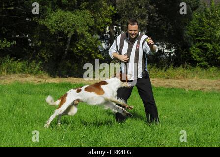 Irish rosso-e-bianco Setter Foto Stock