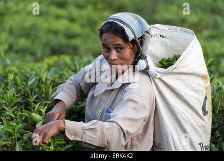 Raccoglitrice di tè alla piantagione nei pressi Ella, Sri Lanka Foto Stock