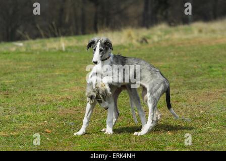 Riproduzione di cuccioli di cane Foto Stock