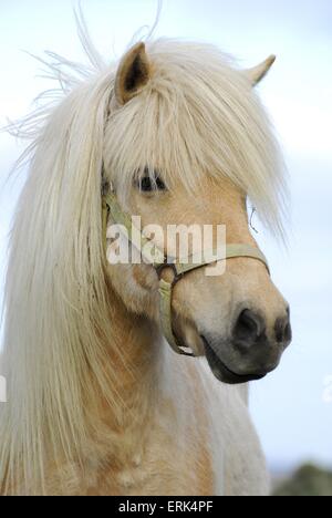 Islandese cavallo ritratto Foto Stock