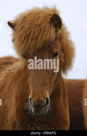 Islandese cavallo ritratto Foto Stock