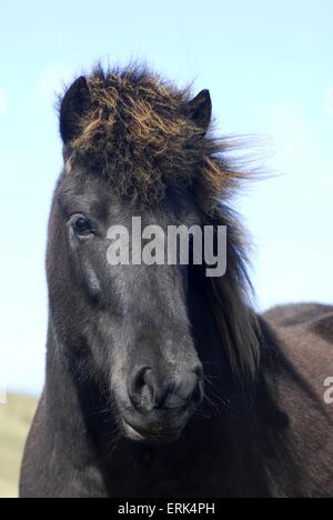 Islandese cavallo ritratto Foto Stock