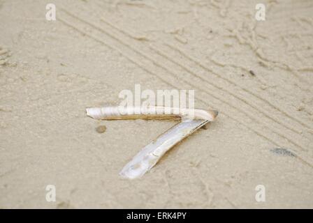 Shell Foto Stock