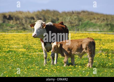 mucca con il vitello Foto Stock