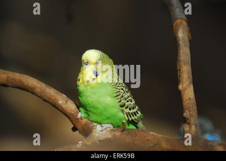 Budgie Foto Stock