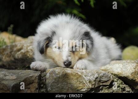 Cucciolo del Collie Foto Stock