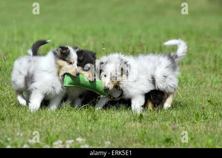 Cucciolo del Collie Foto Stock