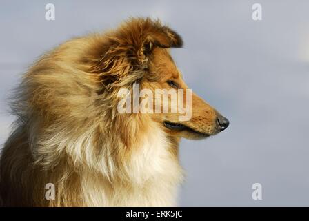 Longhaired Collie Foto Stock