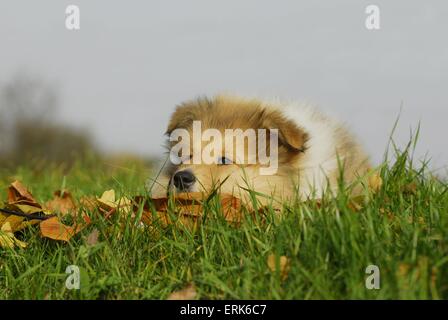 Cucciolo del Collie Foto Stock