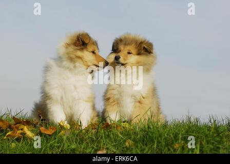 Cuccioli del Collie Foto Stock