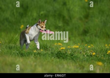 Esecuzione Lundehund norvegese Foto Stock