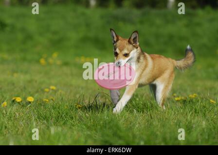 Esecuzione Lundehund norvegese Foto Stock