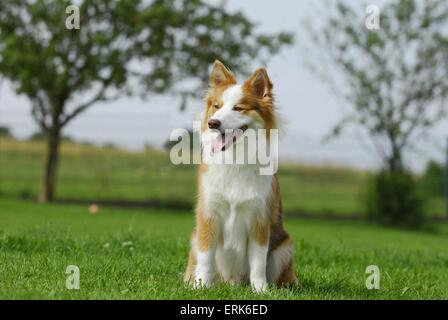 Sheepdog islandese Foto Stock