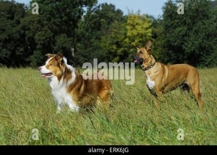 Border Collie e mongrel Foto Stock