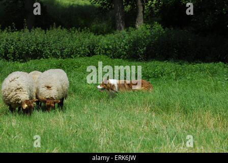 Pascere Border Collie Foto Stock