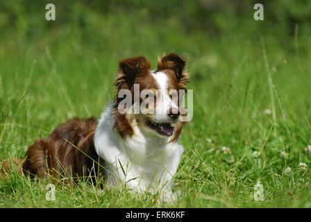 Giacente Border Collie Foto Stock