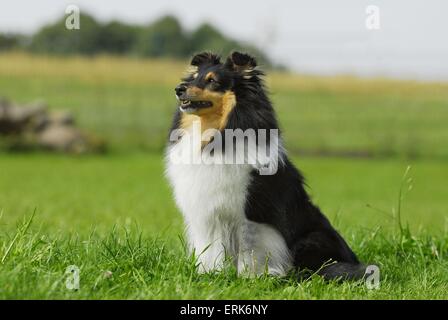 Sheepdog Shetland Foto Stock