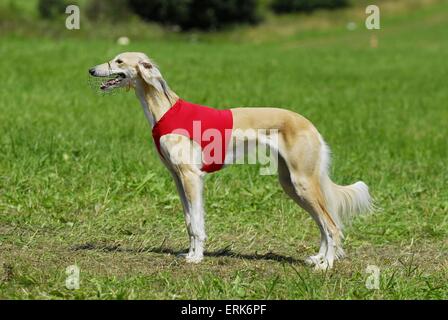 Saluki Foto Stock