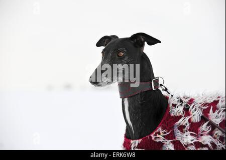 Galgo Espanol ritratto Foto Stock