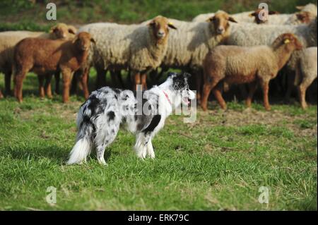 Border Collie e le pecore Foto Stock