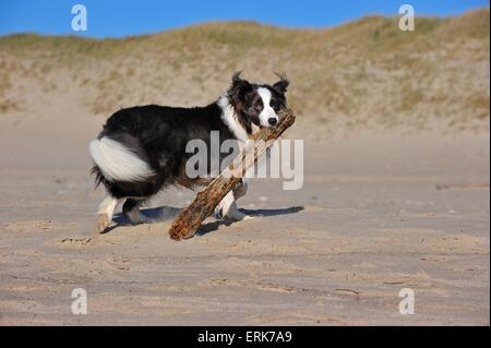 Riproduzione di Border Collie Foto Stock