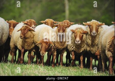 Sheeps Foto Stock