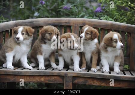 Border Collie cucciolo Foto Stock