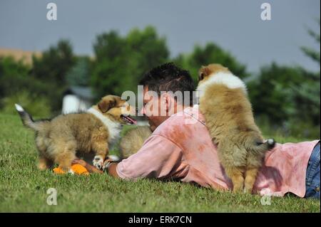 Cuccioli del Collie Foto Stock