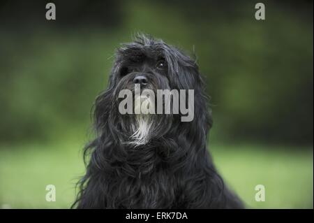 Havanese ritratto Foto Stock