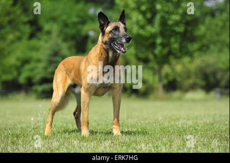 Malinois Foto Stock