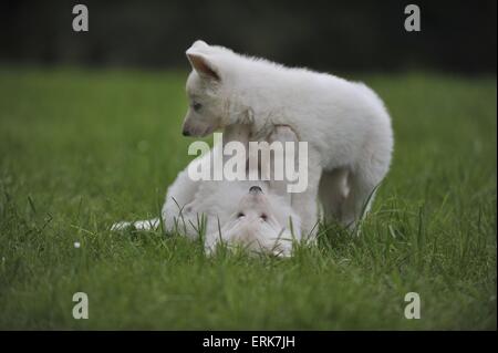 Pastore Svizzero bianco cuccioli Foto Stock