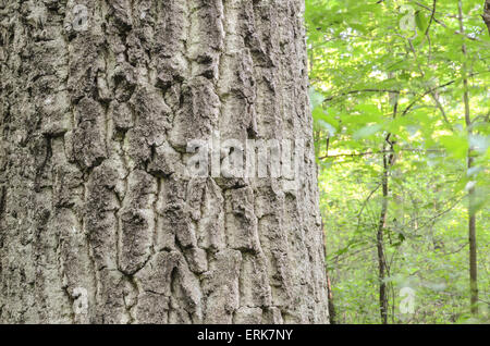old oak bark background texture Foto Stock